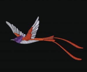 Embroidery tropical exotic bird isolated on black background.