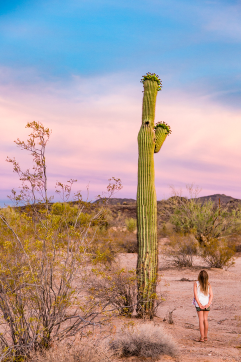 A brilliantly colorful sunset in the Sonoran Desert landscape with a little girl gazing up at a towering saguaro cactus.