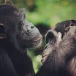 Chimpanzees grooming each other 